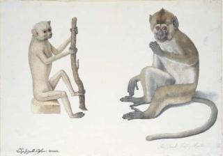 Franz Anton Von Scheidel - Deux études de singes: un singe Inuus et un singe Apella