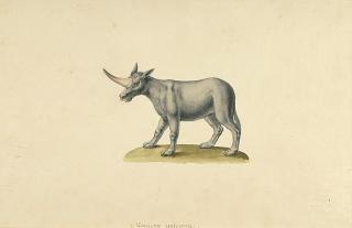 Franz Anton von Scheidel - „Monoceros unicornu“.