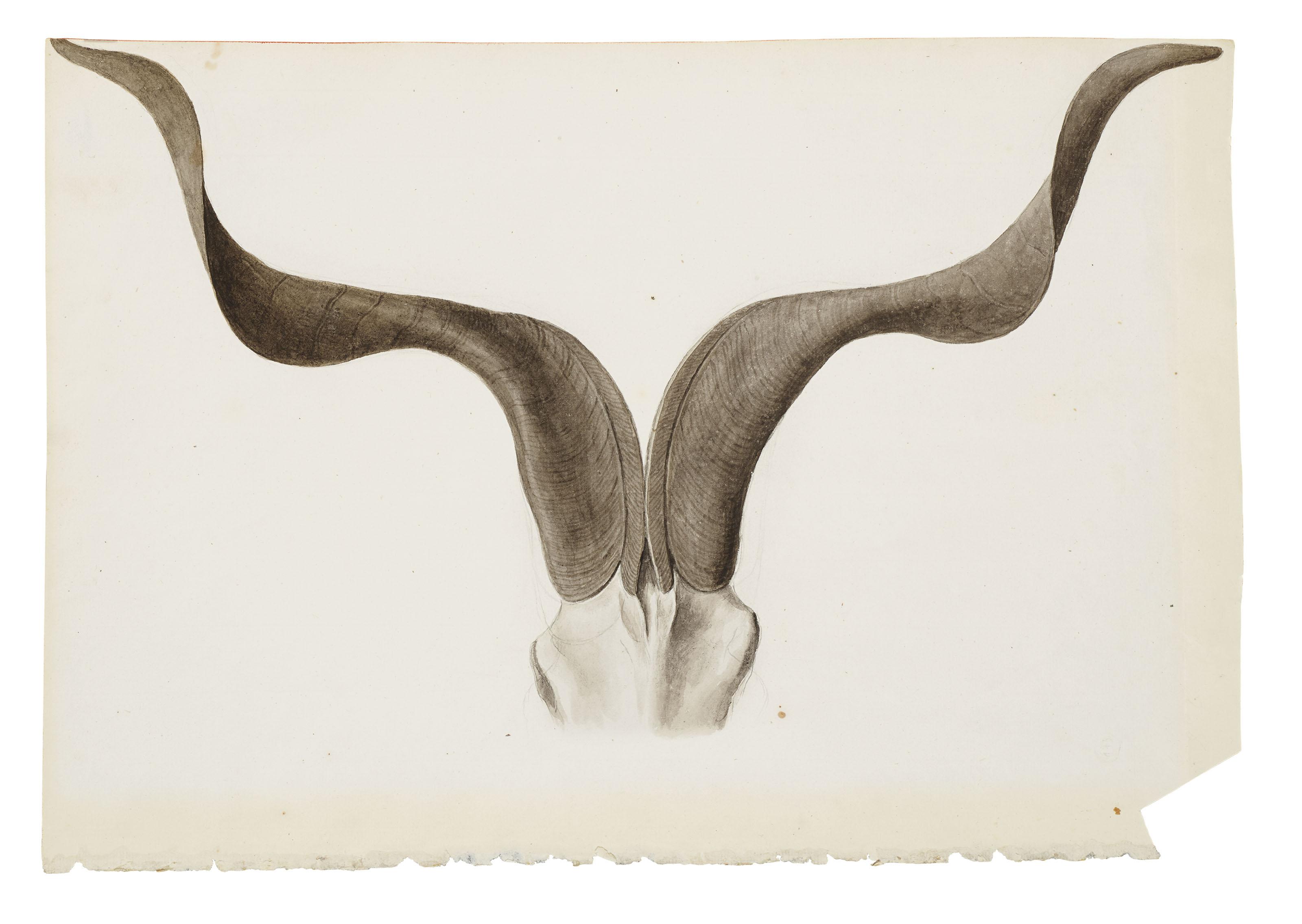 Franz Anton Von Scheidel - Six études de cornes