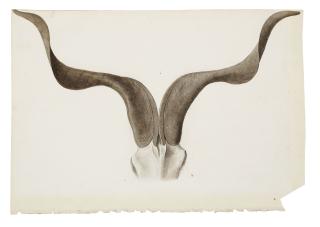 Franz Anton Von Scheidel - Six études de cornes