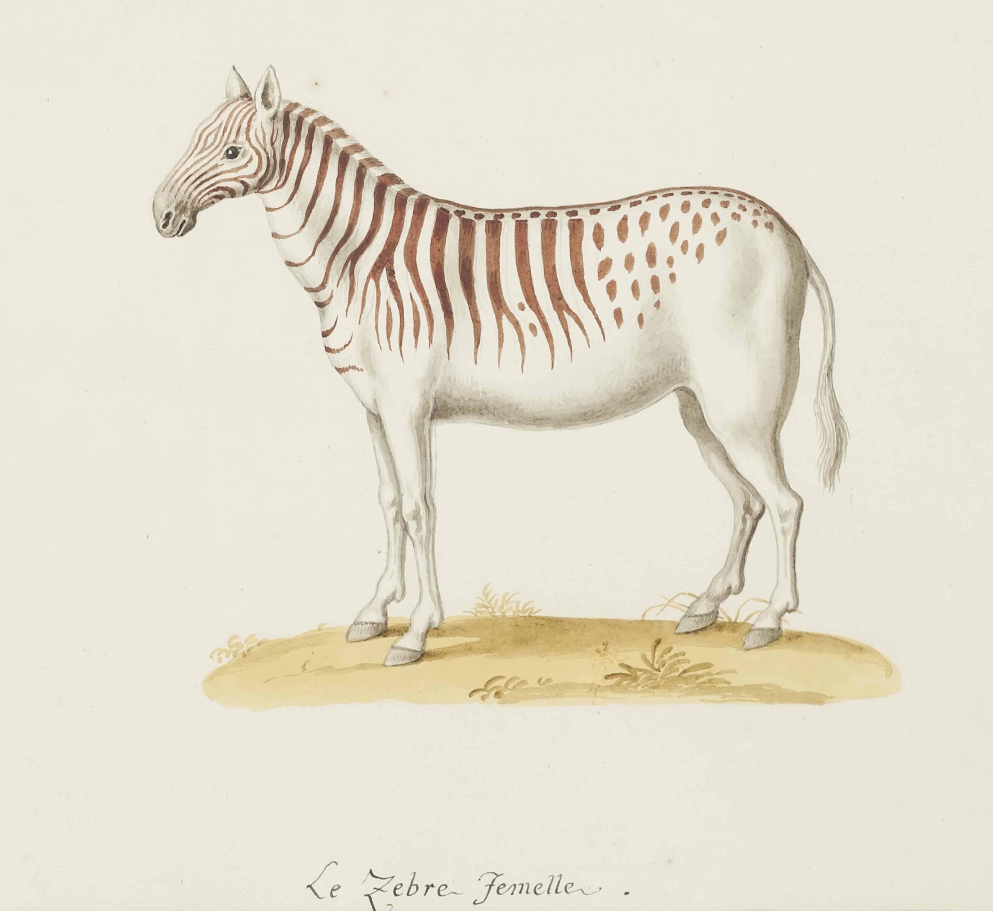 Franz Anton Von Schiedel - A Zebra; And An Ocelot