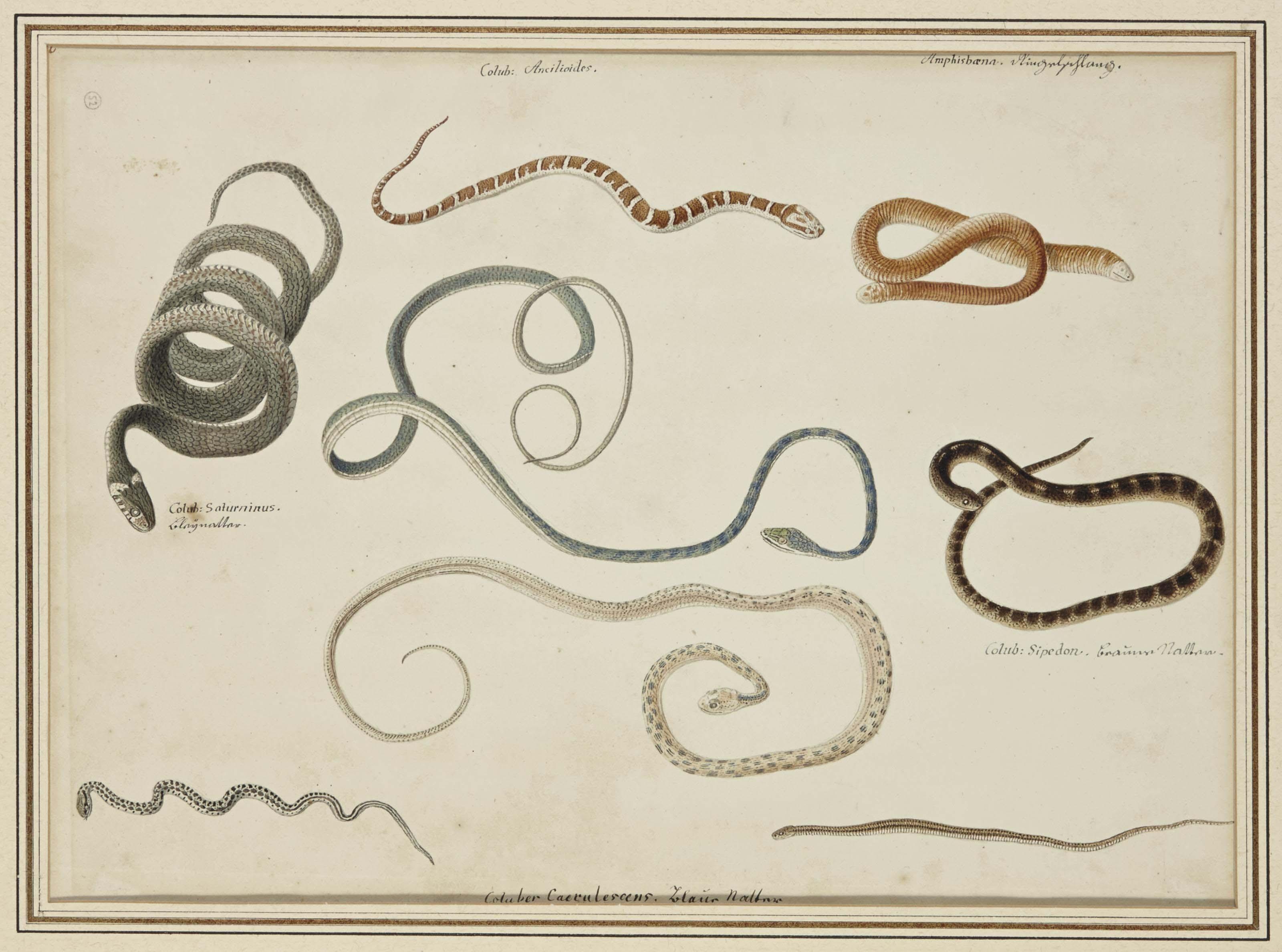 Franz Anton Von Schiedel - Etude De Différents Serpents