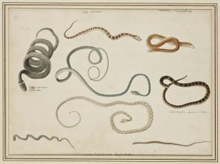 Franz Anton Von Schiedel - Etude De Différents Serpents