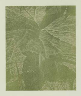 Franz Gertsch - Pestwurz, 1993