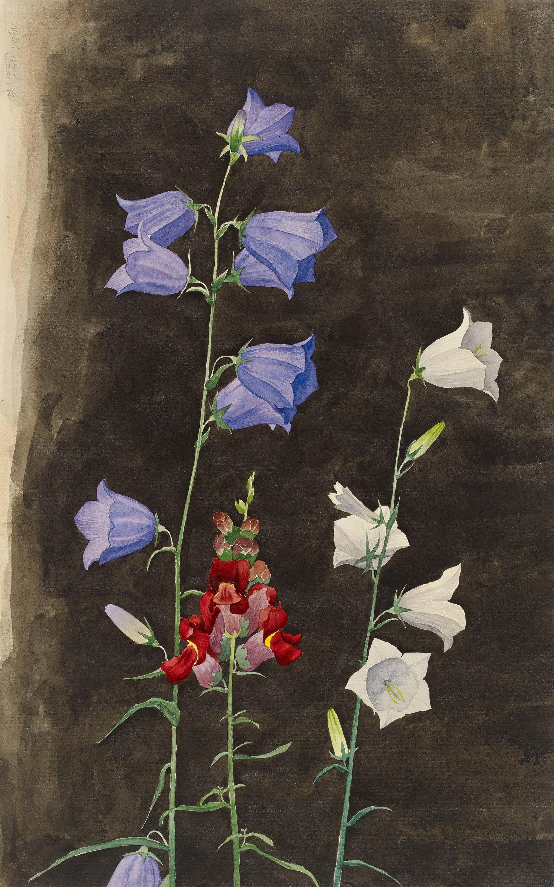 Franz Lenk - Glockenblumen und Löwenmaul.