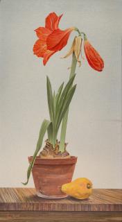Franz Lenk - Stillleben mit roter Amaryllis und Birne.