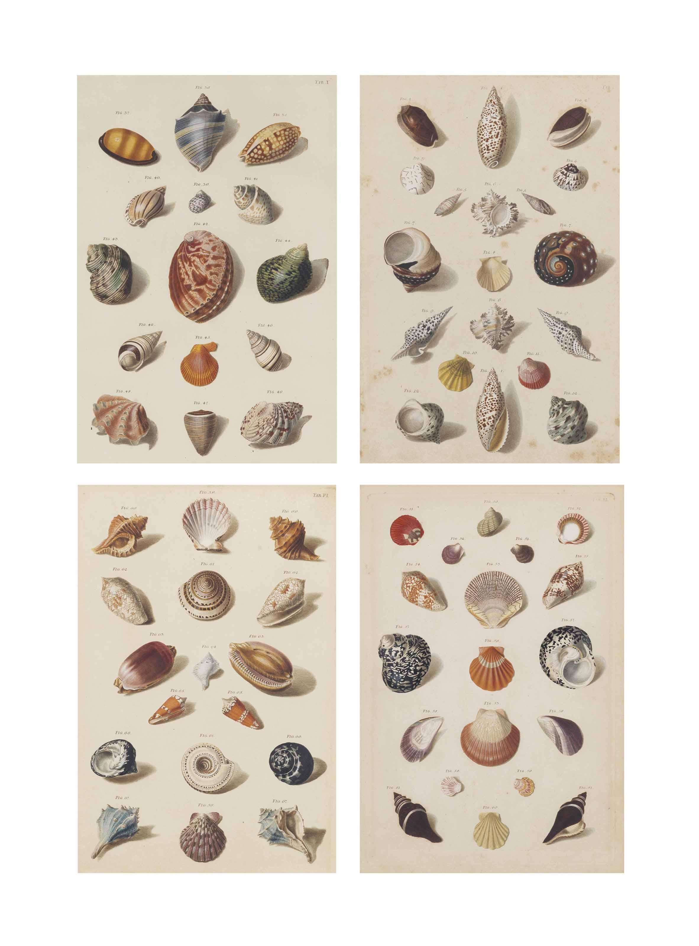 Franz Michael Regenfuss - Auserlesene Schnecken, Muscheln und andere Schaalthiere (‘Choix de Coquillages et de Crustacés’) : four plates