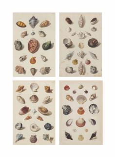 Franz Michael Regenfuss - Auserlesene Schnecken, Muscheln und andere Schaalthiere (‘Choix de Coquillages et de Crustacés’) : four plates