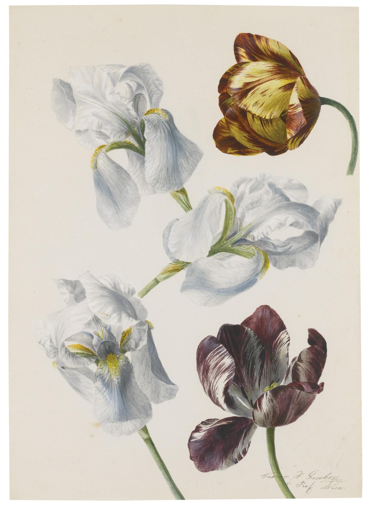 Franz Xaver Gruber - Tulips And Irises