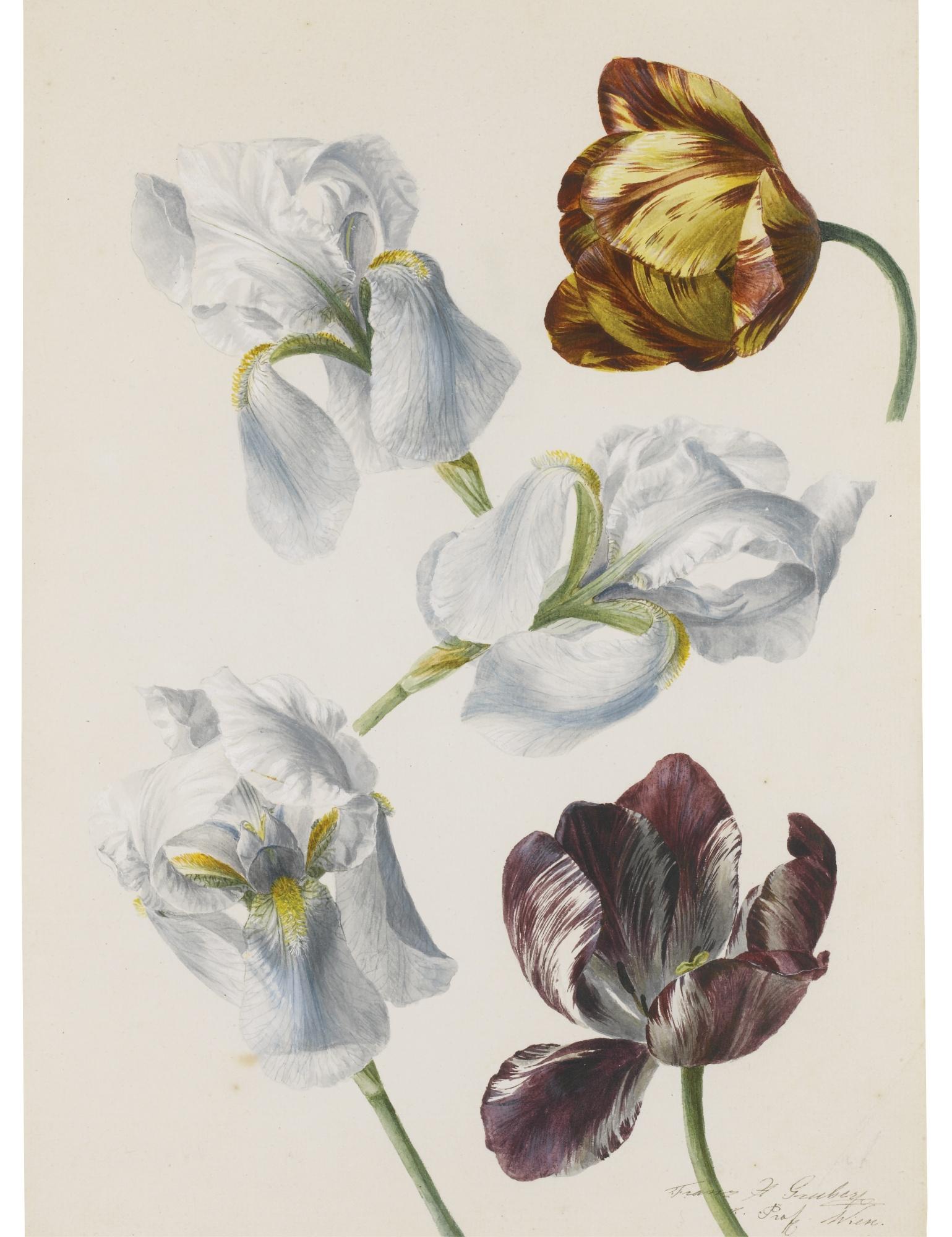 Franz Xaver Gruber - Tulips And Irises