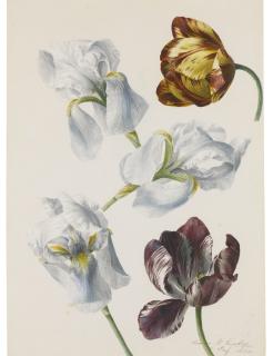 Franz Xaver Gruber - Tulips And Irises