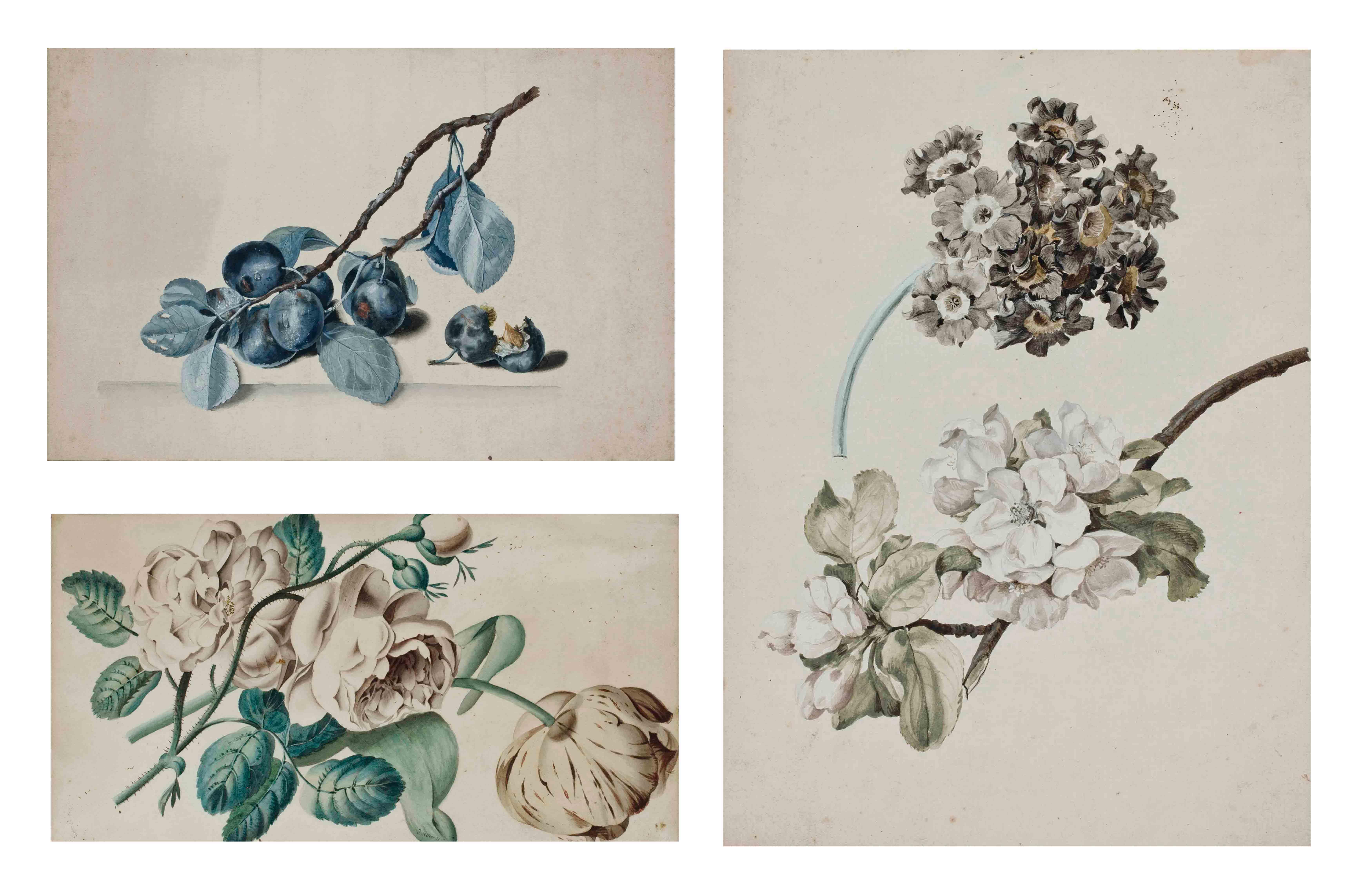 Franz Xavier Petter - Branche de rosier et tulipes