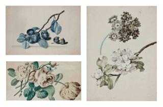 Franz Xavier Petter - Branche de rosier et tulipes