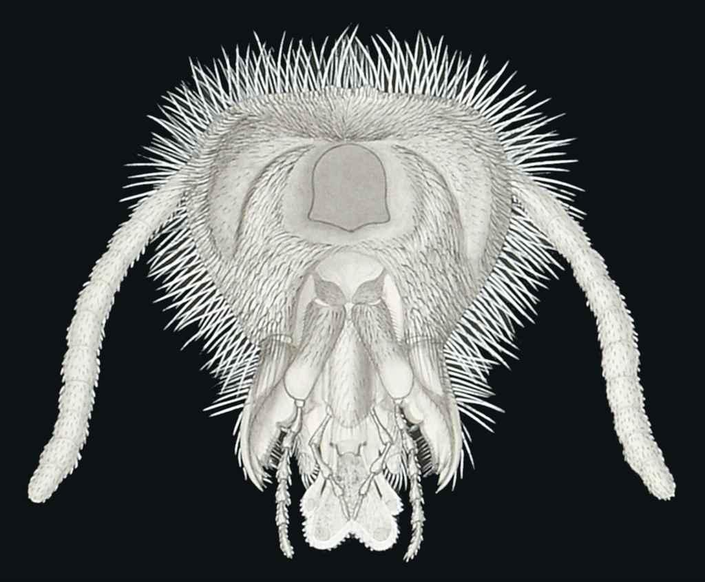 Fred Enock - Head of Vespa vulgaris: seventeen diagrams showing the anatomy of wasps and ants; five diagrams of the nest of trap-door spider; five diagrams of the anatomy and preying of devil\'s coach horse beetle