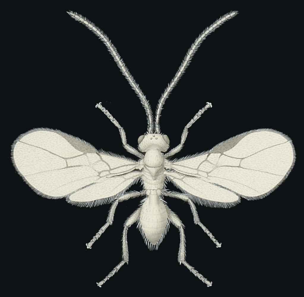 Fred Enock - Parasite of Holly Fly: twenty-five diagrams showing parasites, their mines through leaves, eggs and larvae on leaves