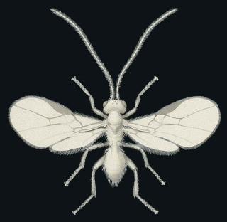 Fred Enock - Parasite of Holly Fly: twenty-five diagrams showing parasites, their mines through leaves, eggs and larvae on leaves