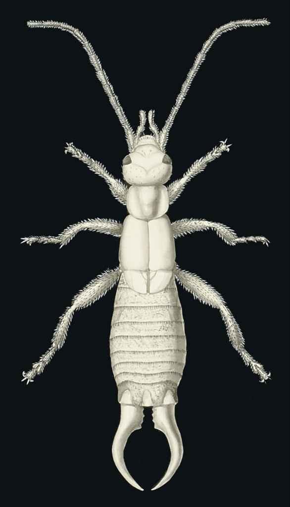 Fred Enock - The earwig: seven diagrams showing the wing positions of an earwig, a folding diagram of earwig wings, two textual titles