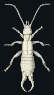 Fred Enock - The earwig: seven diagrams showing the wing positions of an earwig, a folding diagram of earwig wings, two textual titles