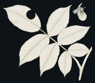 Fred Enock - The leaf cutting bee: twenty-eight diagrams showing the anatomy, and habit of the bee as it cuts a rose leaf