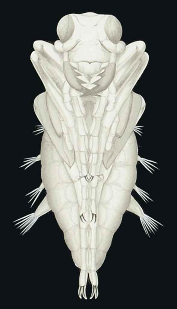Fred Enock - The tiger beetle: seventeen diagrams showing the anatomy of Cicindelia campestris
