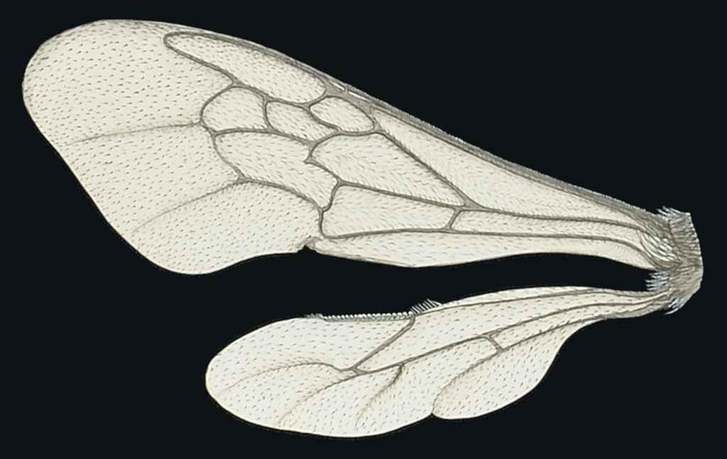 Fred Enock - Wings of Bombus: twelve diagrams of entomological anatomy and habit