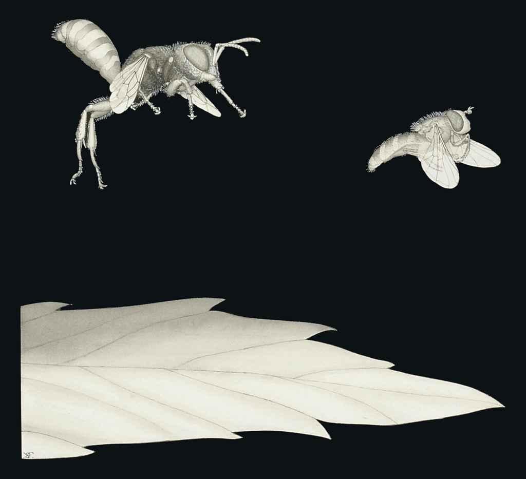 Fred Enock - Wood boring wasp catching its prey: eleven diagrams showing the stages of the capture; seven diagrams showing the anatomy and life cycle of wasp and hover fly