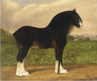 Fred Thurlby - Bonnie Favourite (18253), a heavy horse