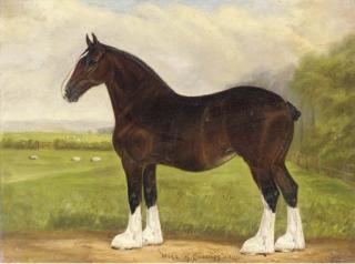 Fred Thurlby - Mina of Crossrig (41866), a heavy horse