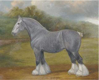 Fred Thurlby - Quality, a grey Shire horse in a paddock