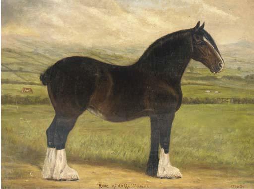 Fred Thurlby - Rose of Ashhill (24221), a heavy horse