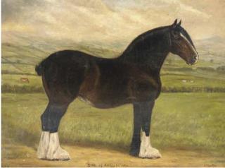 Fred Thurlby - Rose of Ashhill (24221), a heavy horse