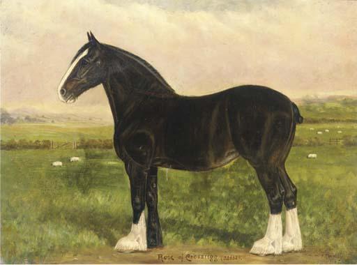 Fred Thurlby - Rose of Crossrig (33662), a heavy horse