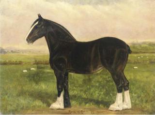Fred Thurlby - Rose of Crossrig (33662), a heavy horse