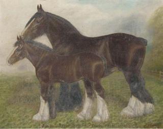 Fred Thurlby - Sawgate Royal Duke and Saxby Fashion, heavy horses