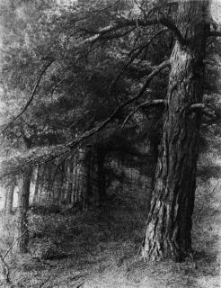 Frederick H. Evans - Redlands Woods