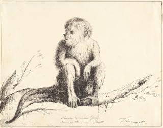 Frederick Marryat - Studie eines Nasenaffen („Nasalis larvatus…“).