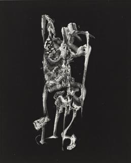 Frederick Sommer - \'Anatomy Of An Atlas\'