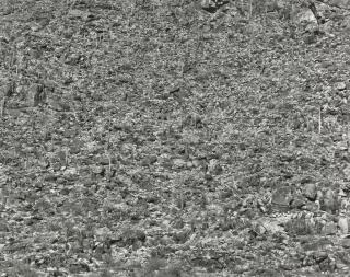 Frederick Sommer - \'Arizona Landscape\'