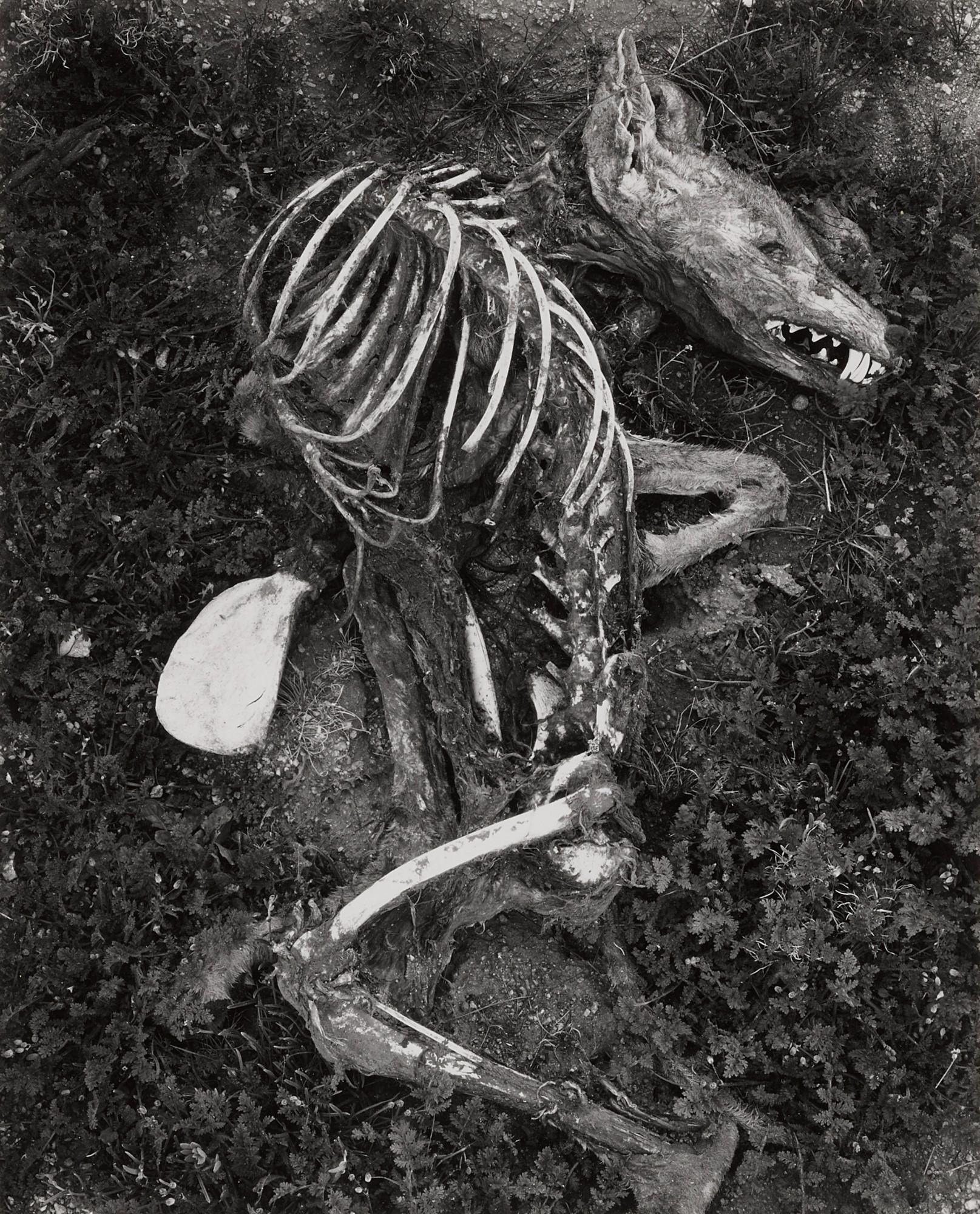 Frederick Sommer - Coyote