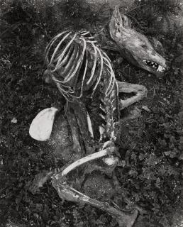 Frederick Sommer - Coyote