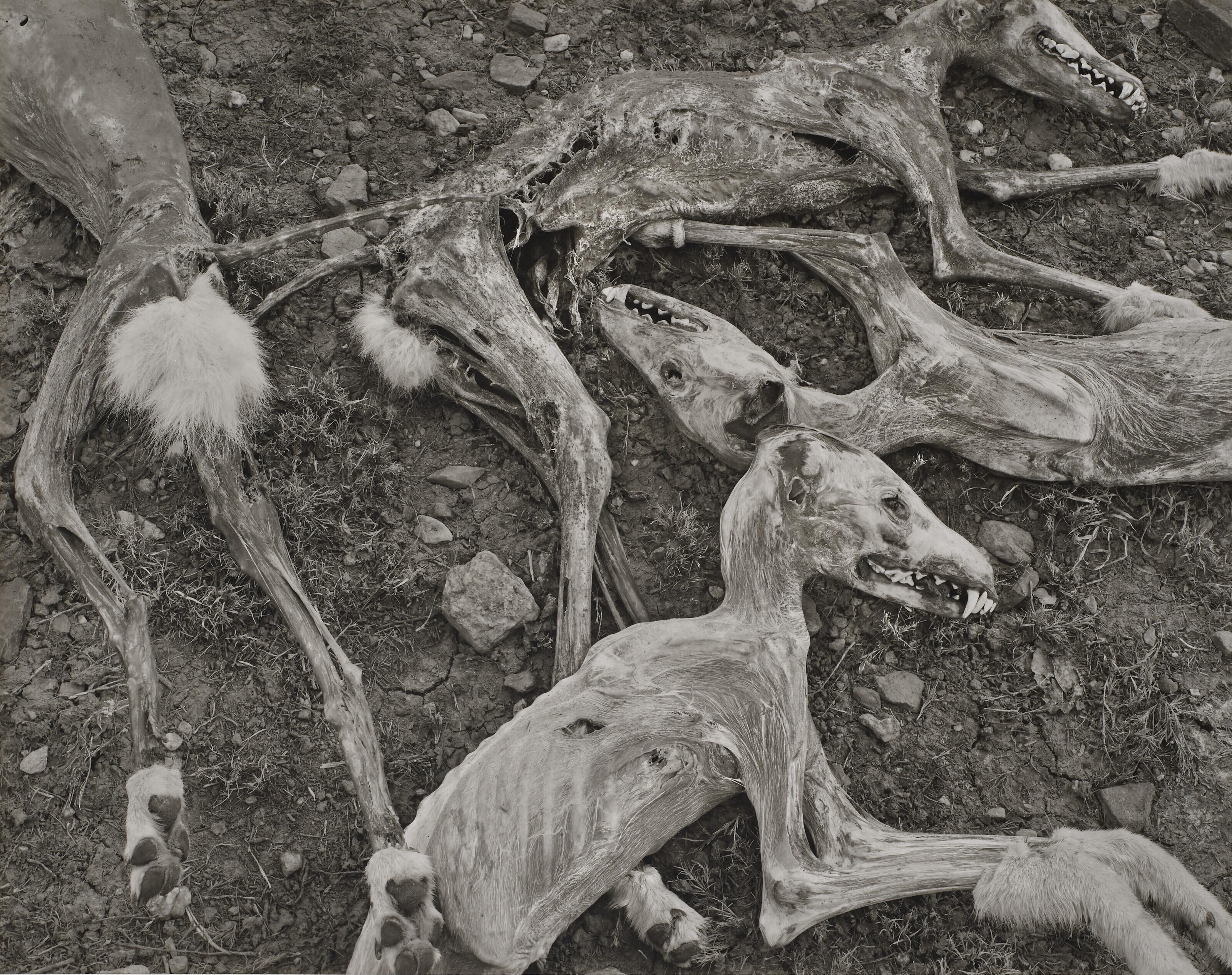 Frederick Sommer - Coyotes, 1945