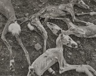 Frederick Sommer - Coyotes, 1945