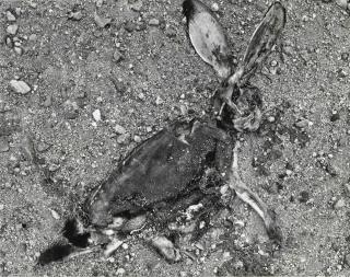 Frederick Sommer - Jackrabbit, 1939