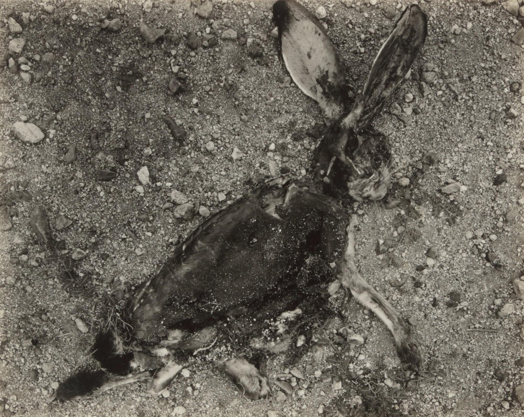 Frederick Sommer - \'Negative #30 \