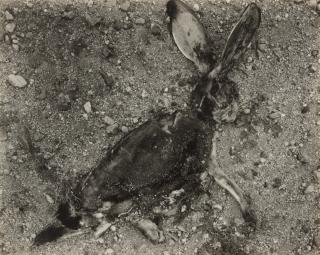 Frederick Sommer - \'Negative #30 \