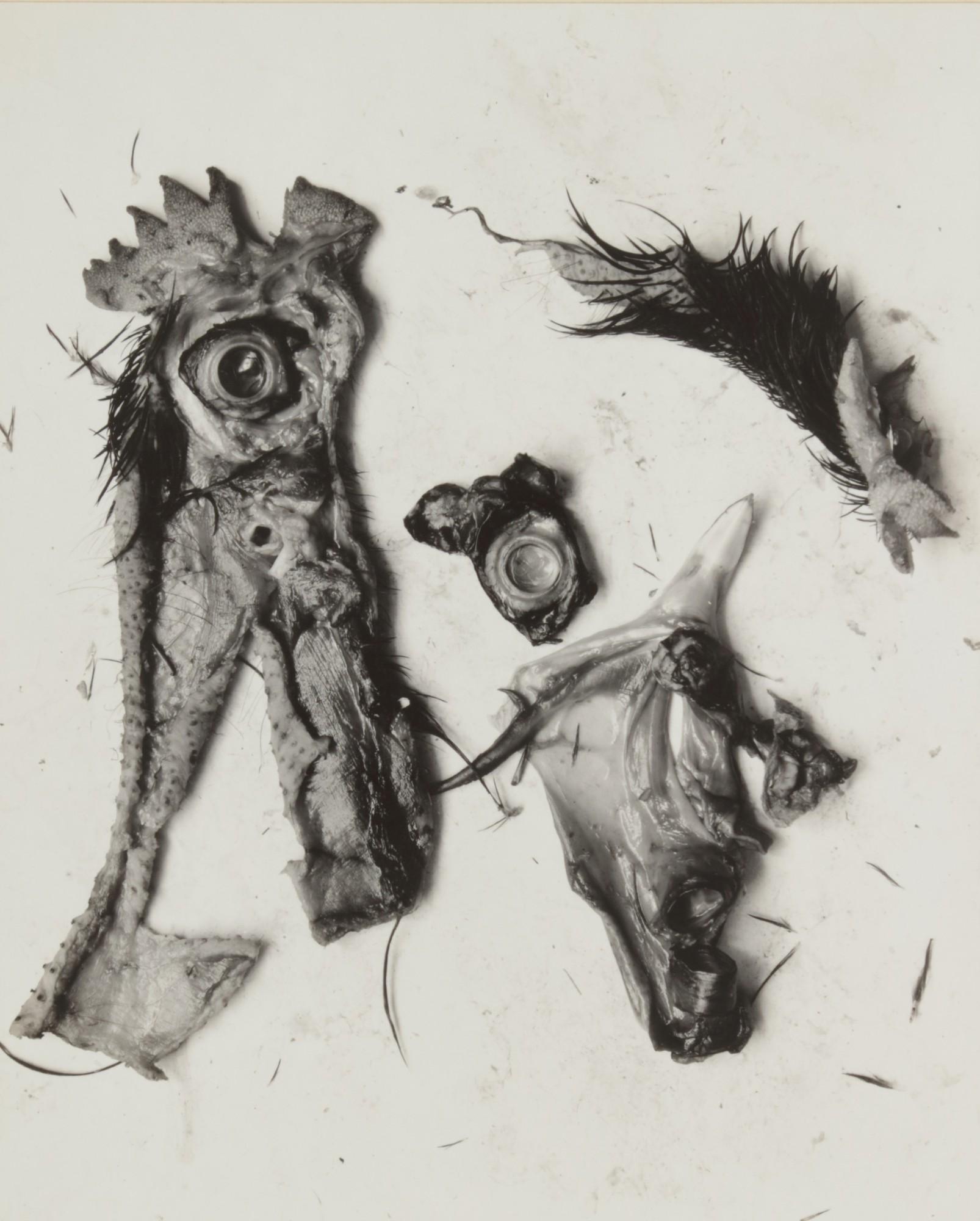 Frederick Sommer - \'Negative #70\' (Chicken Parts)