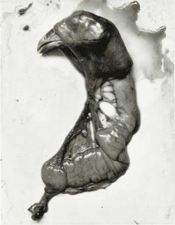 Frederick Sommer - Selected Images From Chicken Parts, 1939