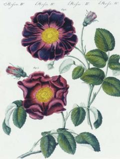 Friedrich Justin Bertuch - Bilderbuch: Eight Plates