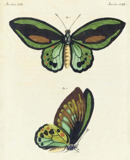 Friedrich Justin Bertuch - Bilderbuch Für Kinder: Six Plates