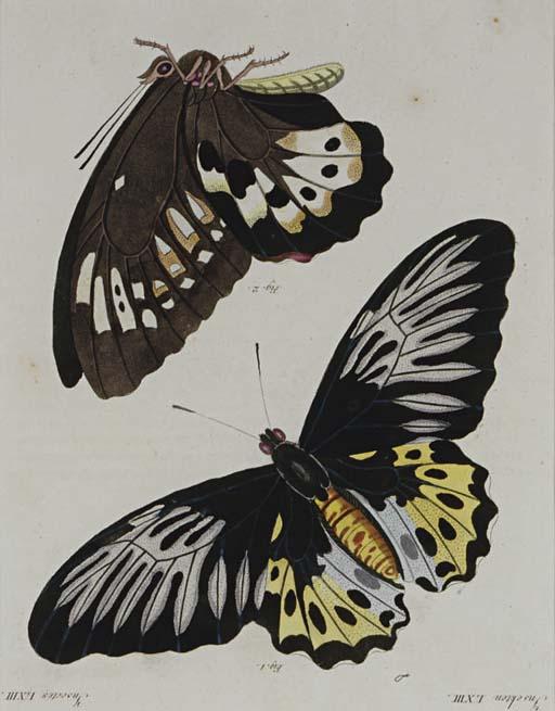 Friedrich Justin Bertuch - Bilderbuch Fur Kinder [Butterfly Studies]: Six Plates